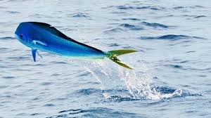AVVISO-L.R. N. 1/2019 ART. 3- ESERCIZIO DELLA PESCA PROFESSIONALE NELLE ACQUE INTERNE DELLA SARDE